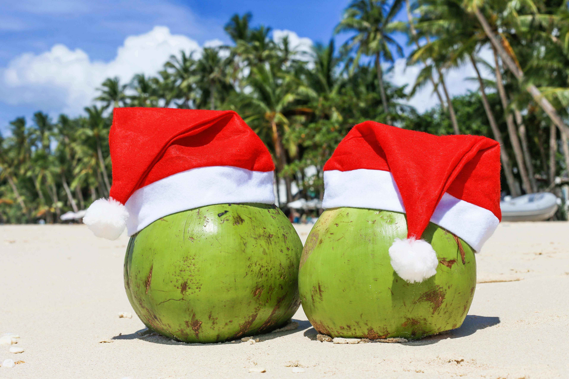 Dominican Republic Christmas: Two coconuts wearing Santa hats on the beach