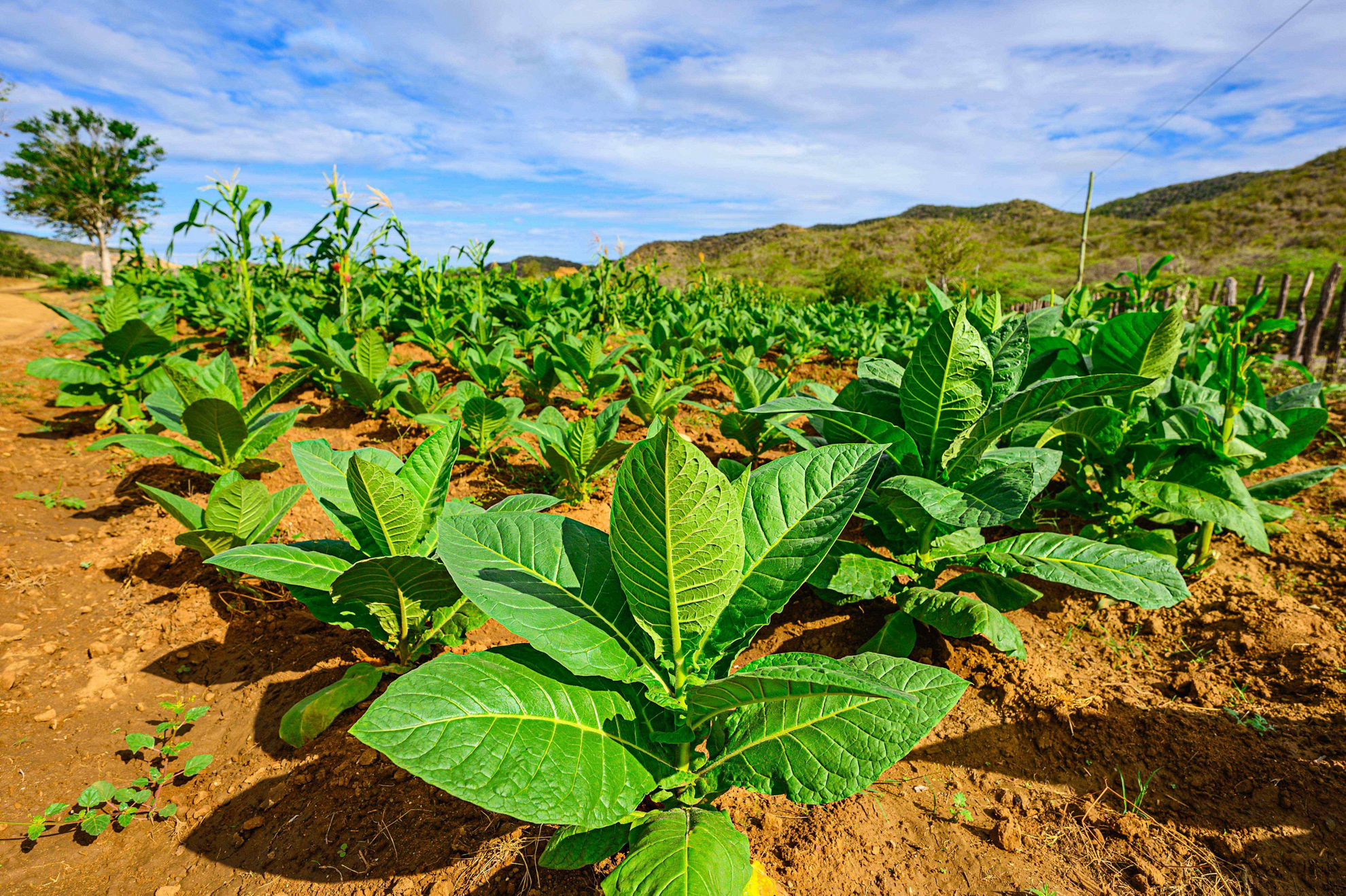 Dominican Republic cigars: A close up of the tobacco plant growing in the plantation
