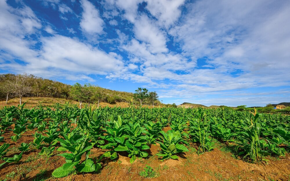 Dominican Republic cigars: The green plantations of tobacco used for making cigars