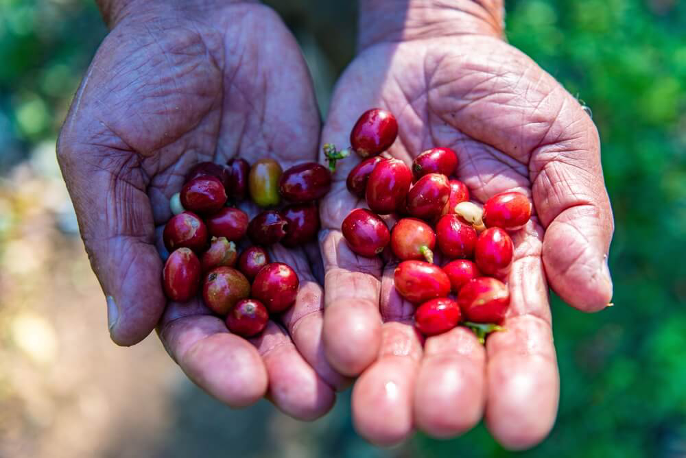 Coffee is one of the most famous Dominican Republic food items produced on the island
