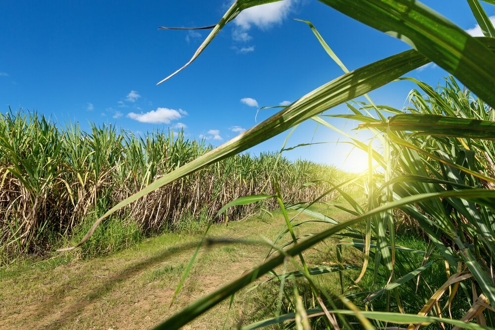 Dominican rum: A close up of the sugar cane plantations in the Dominican Republic