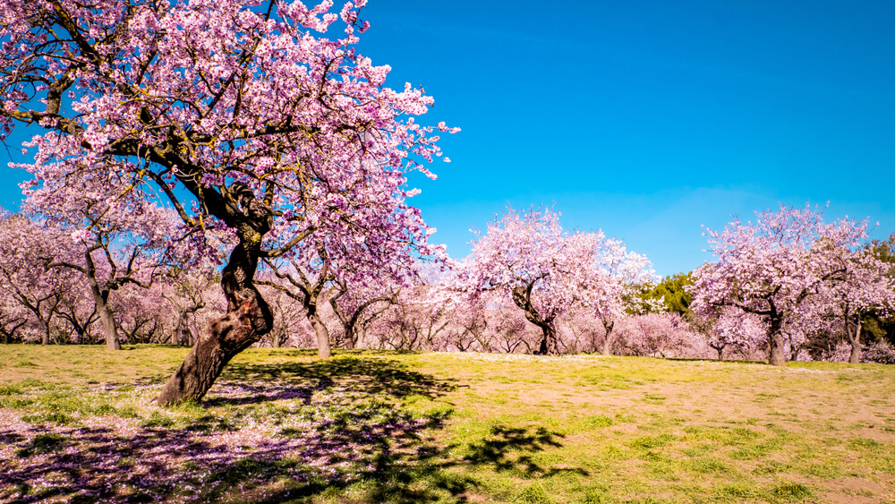 Quinta de los Molinos: A pink blossom tree surrounded by greenery