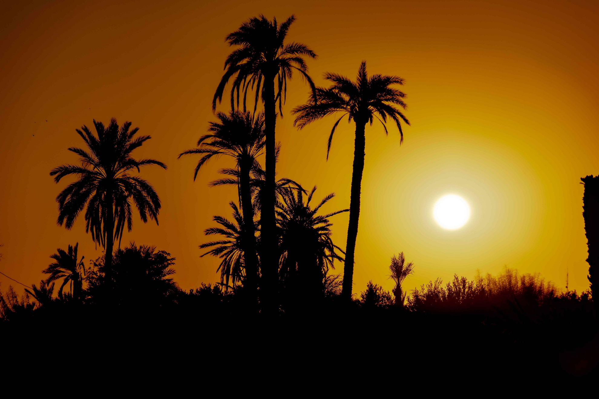 el palmeral marrakech 