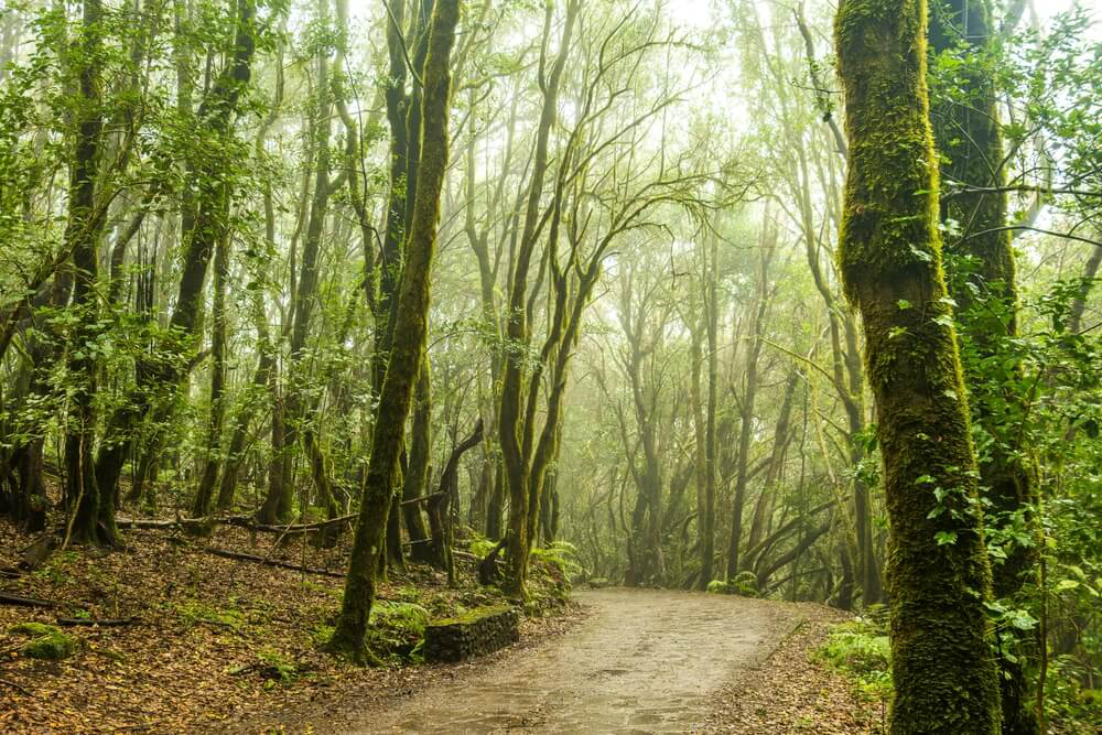 Excursión de Tenerife a La Gomera