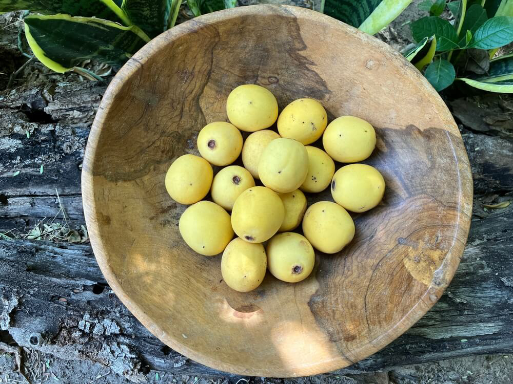 Exotic Fruits: A wooden bowl full of green marula tree fruits