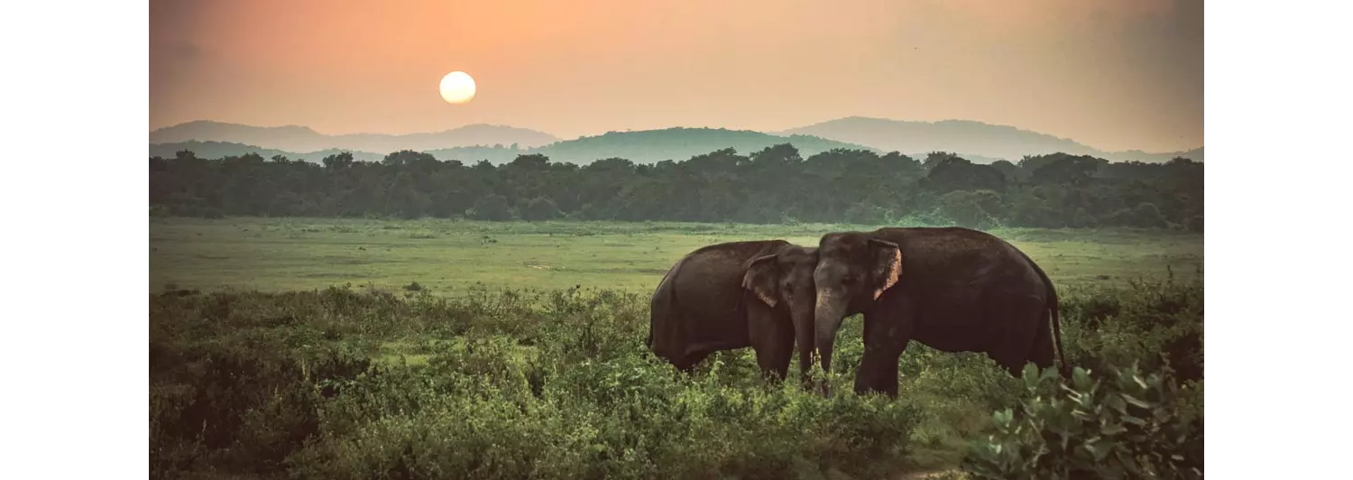 Urlaub exotisch gestalten mit einer Safari