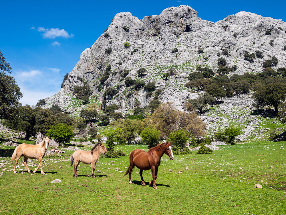 Sierra de Grazalema: Three horses in a field with mountains