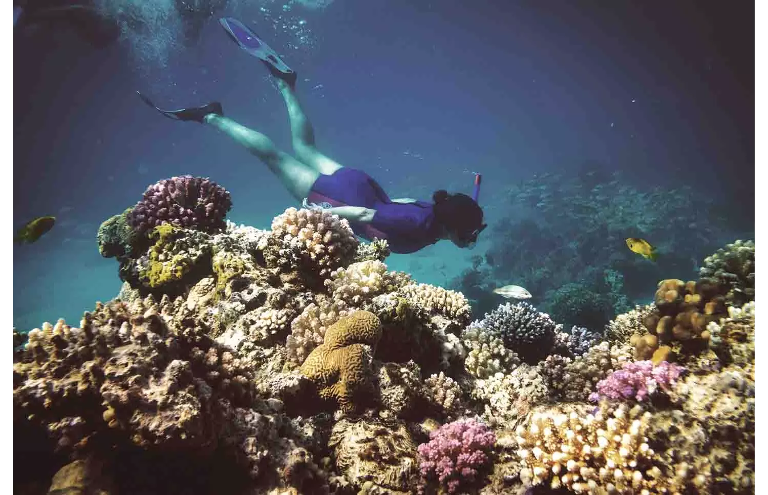 Nuotare tra pesci e coralli durante le vacanze invernali a Sharm El Sheikh
