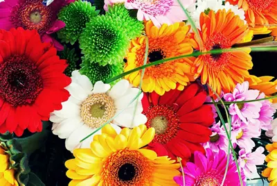 Fotos de flores