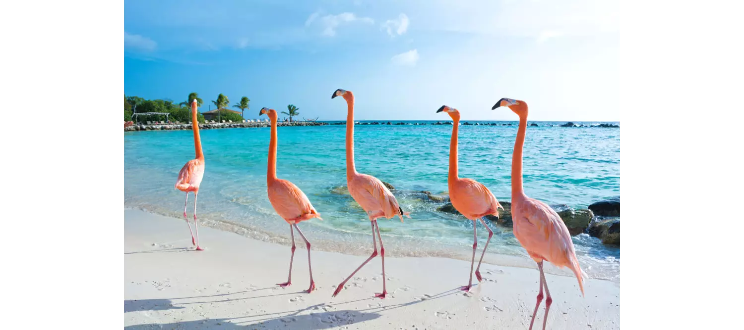isla de la felicidad aruba