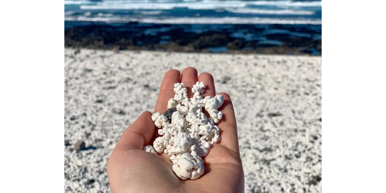 Popcorn Beach: A hand full of white popcorn sand in Fuerteventura