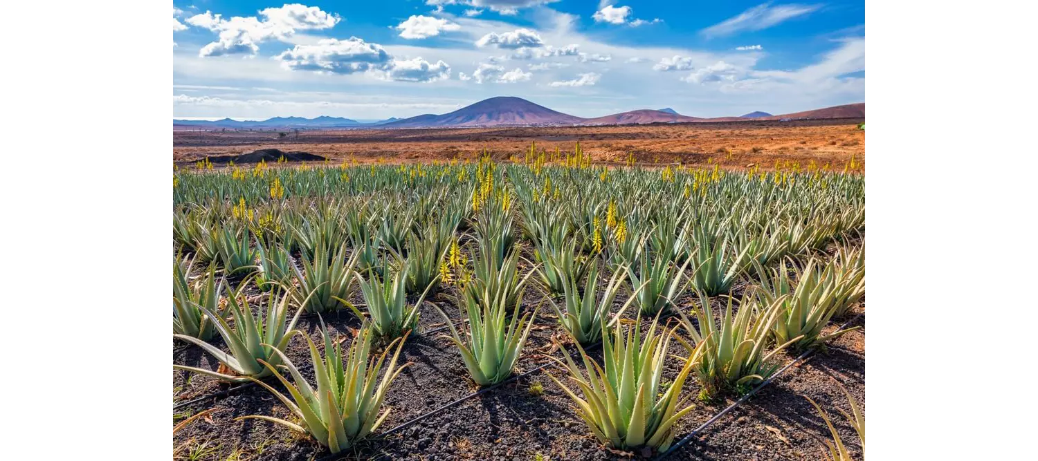 Aloe Vera-Pflanzen mit Bergen im Hintergrund auf Fuerteventura.