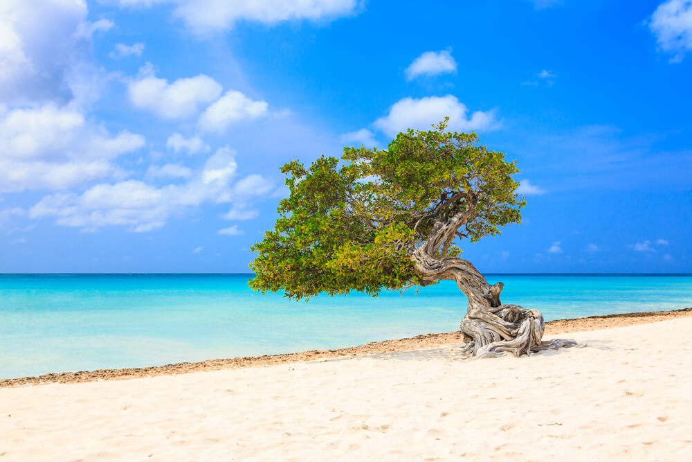 What’s the best way to discover even more interesting facts about Aruba? Planning a visit to Aruba, of course! 
