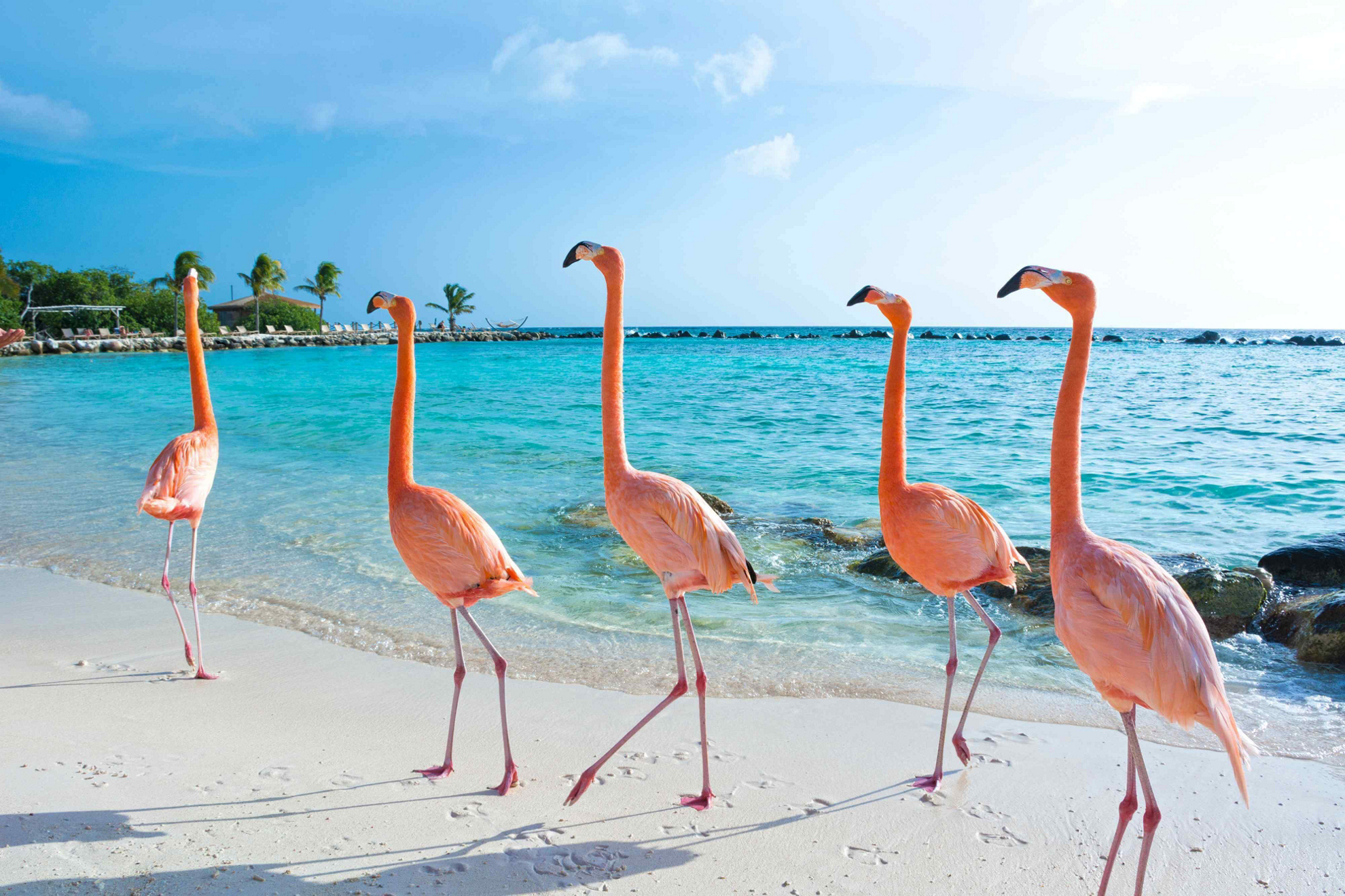 Flamingos on the beach are one of the many fun facts about Aruba