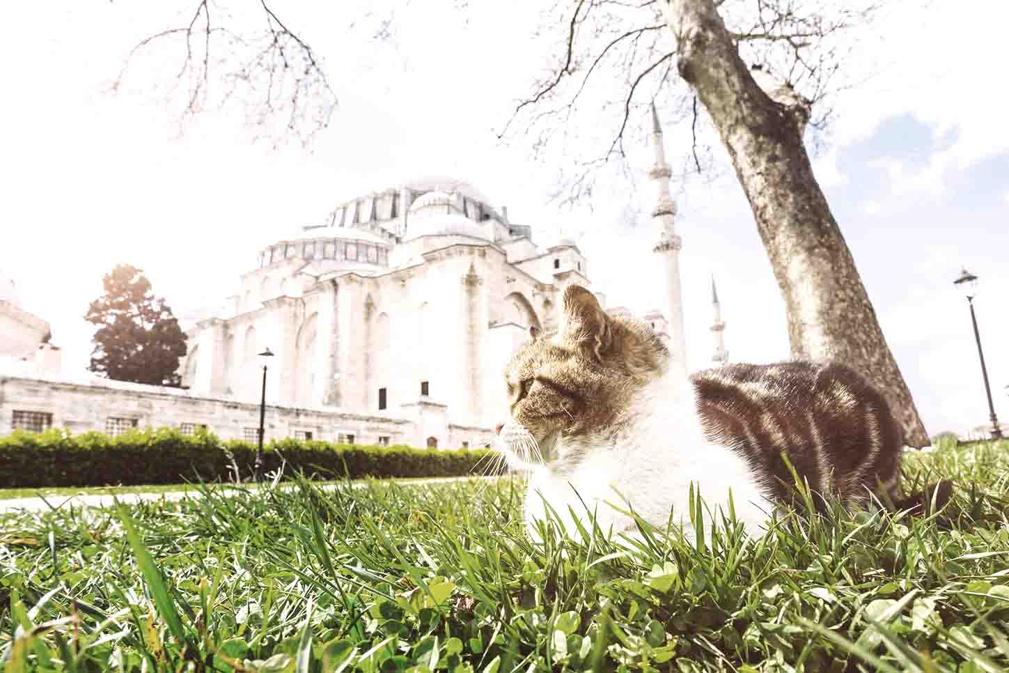gatti-istanbul_kedi-la-citt-dei-gatti_documentario-gatti-istanbul