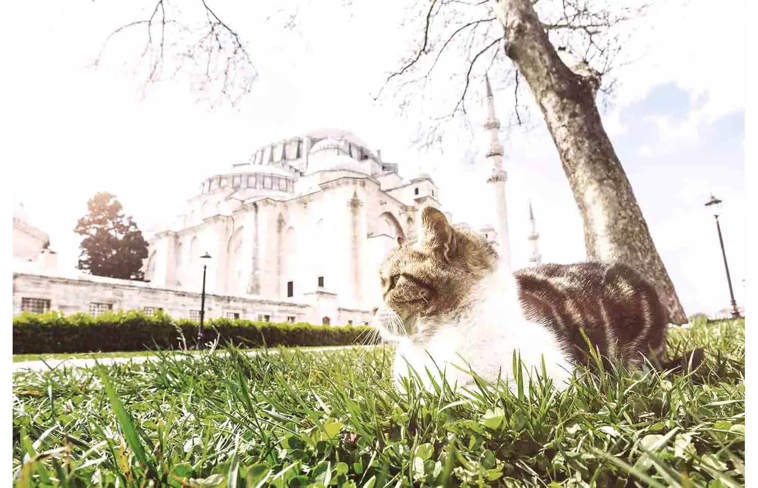 gatti-istanbul_kedi-la-citt-dei-gatti_documentario-gatti-istanbul