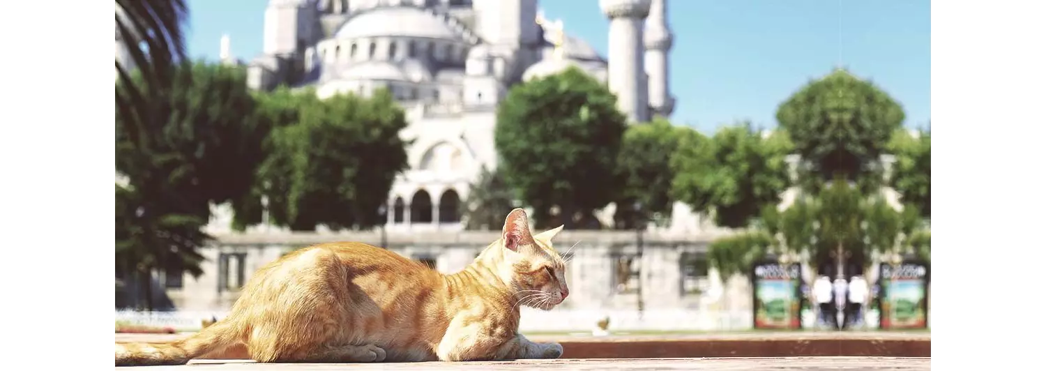 gatti-istanbul_viaggioAndare a Istanbul significa perdersi per le strade, in compagnia dei suoi gattia-istanbul
