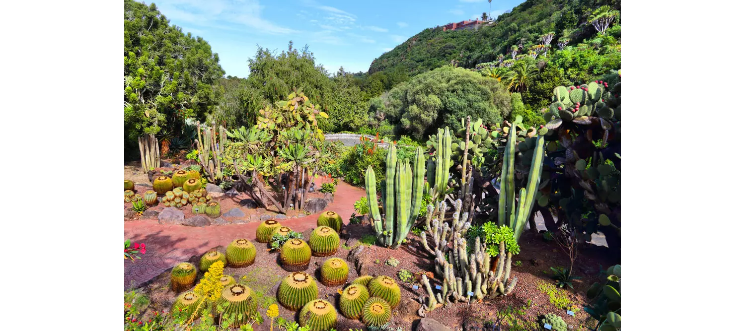 Gran Canaria mit Kindern: Der Botanische Garten Viera y Clavijo.