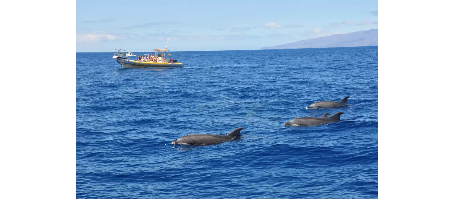 Gran Canaria mit Kindern: Delfinbeobachtung.