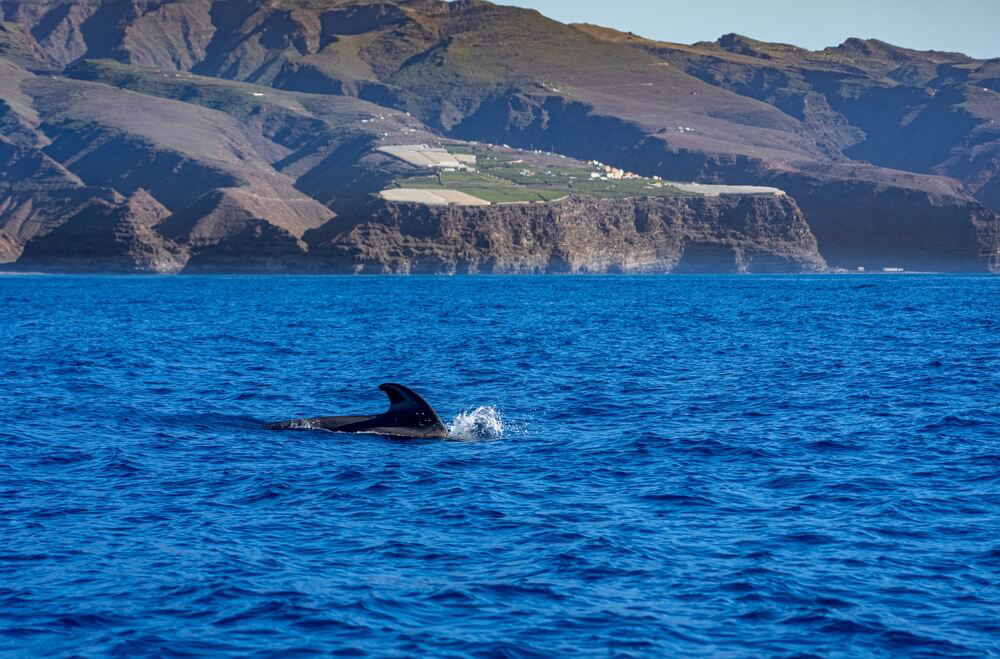 Whale watching, Gran Canaria