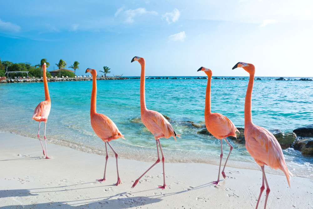 Best holiday destinations for families with babies: Flamingos on the beach in  Aruba