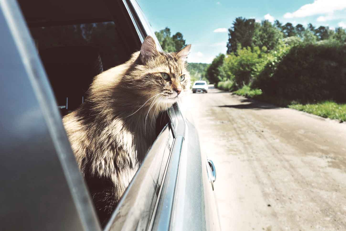 Viajar con mascotas