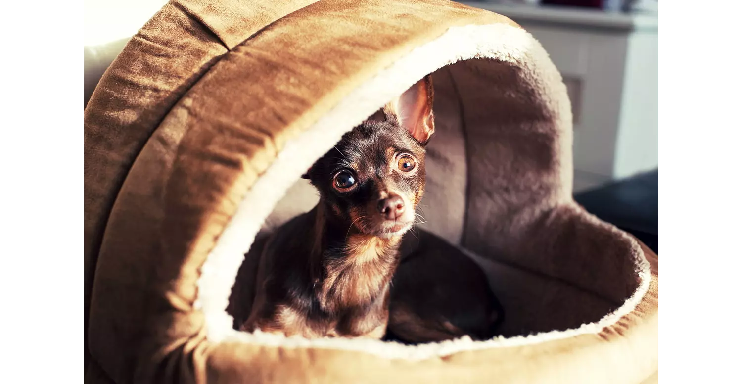 hoteles-que-admiten-perros-pet-butler