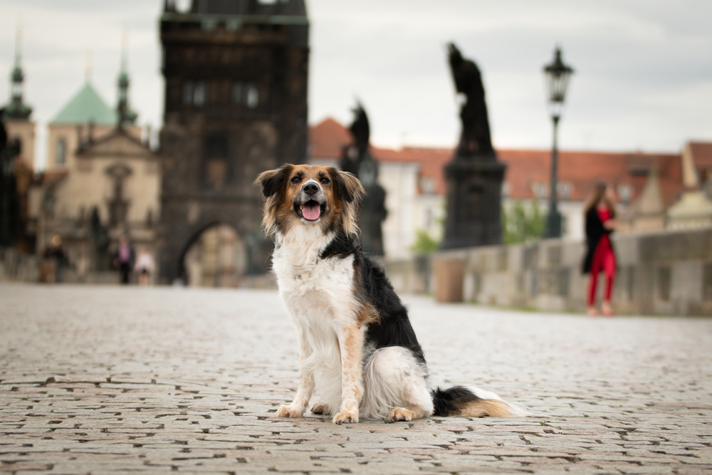 Hundefreundliche Urlaubsziele: Hund auf der Karlsbrücke in Prag