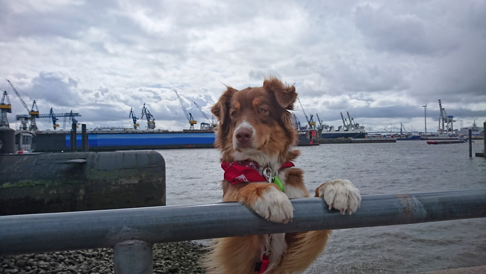 Hundefreundliche Urlaubsziele: Hund am Hamburger Hafen