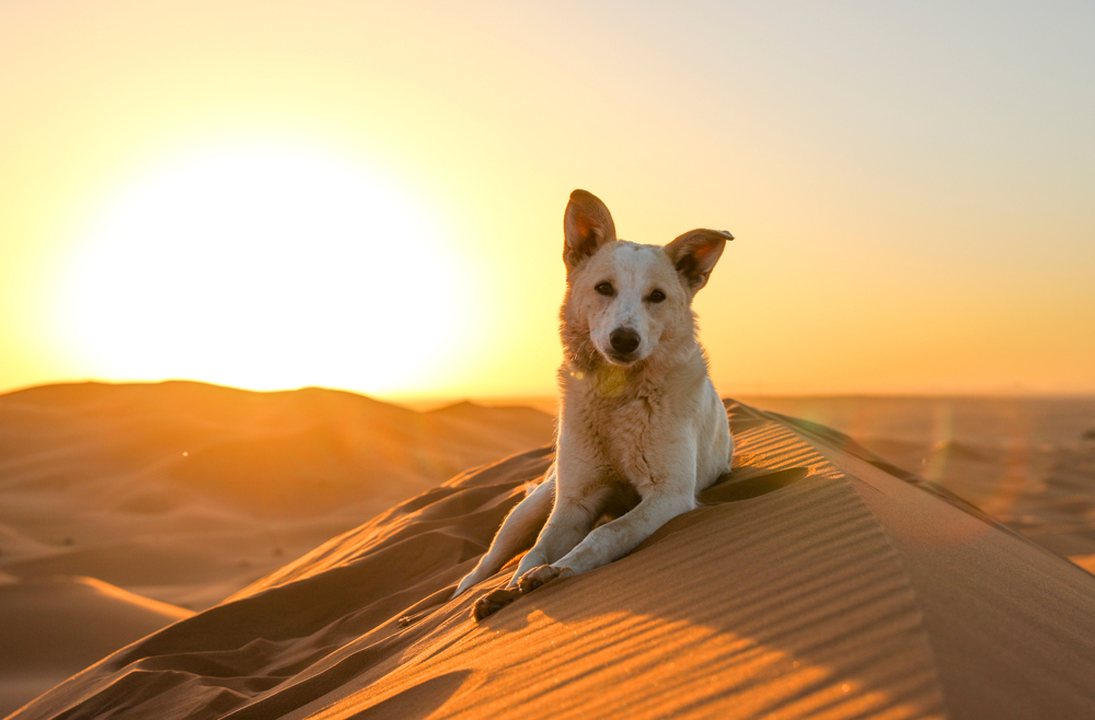 Hundefreundliche Urlaubsziele: Hund in der marokkanischen Wüste