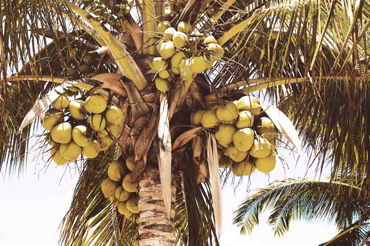 Ein gesundes Essen ist mit Kokos schnell gemacht.