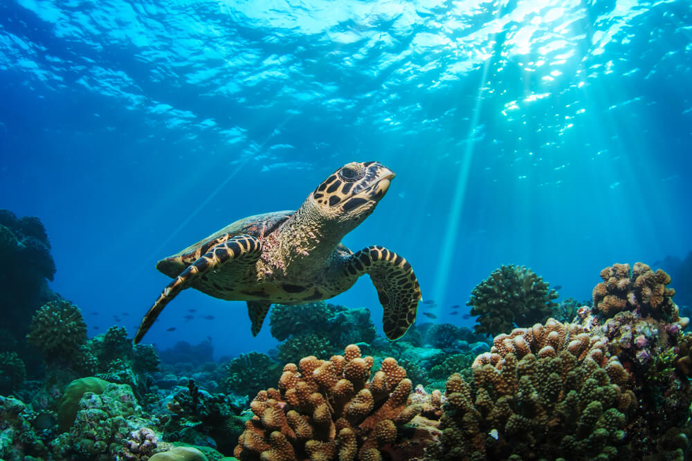 Meeresschildkröte an einem Korallenriff.