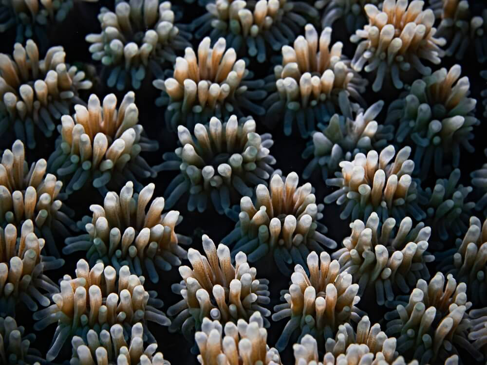 Ein Beispiel für riffbildende Korallen: die Steinkoralle.