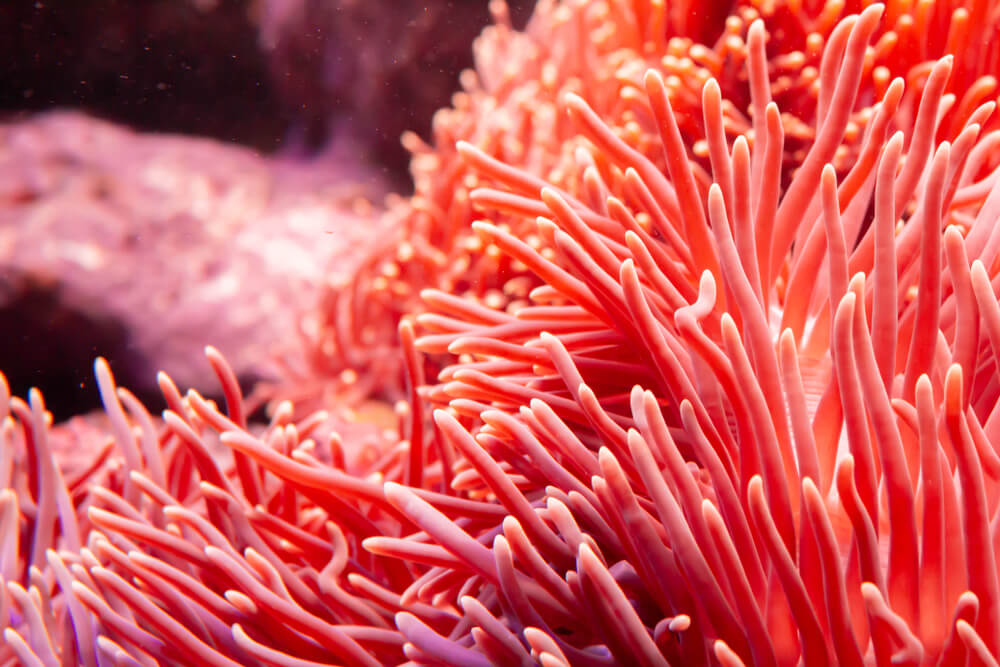 Rote Korallen im Roten Meer.