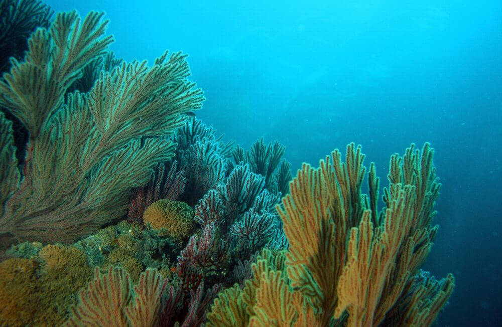 Korallen im Tiefwasserriff.