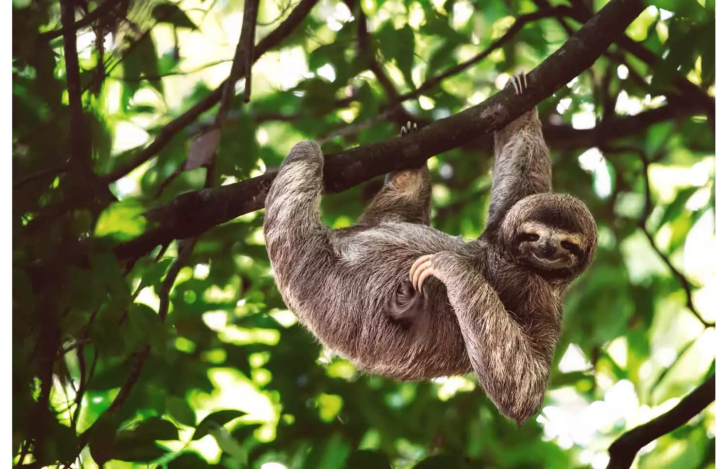 Regenwald-Tour in Costa Rica: exotische Tiere entdecken