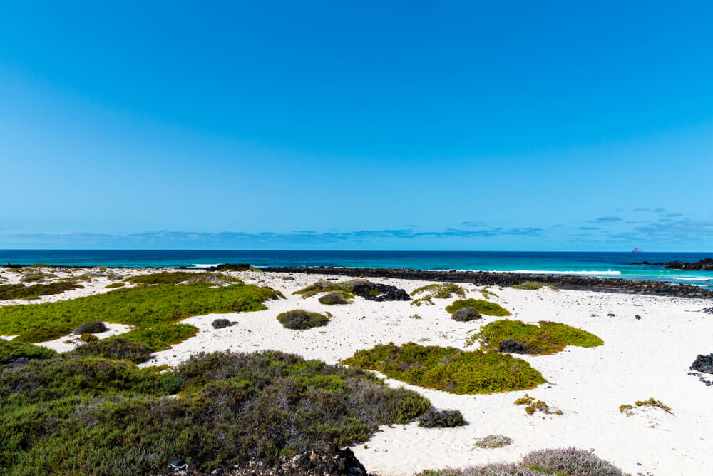 Weißer Sand mit grünen Pflanzen am Caletón Blanco auf Lanzarote.