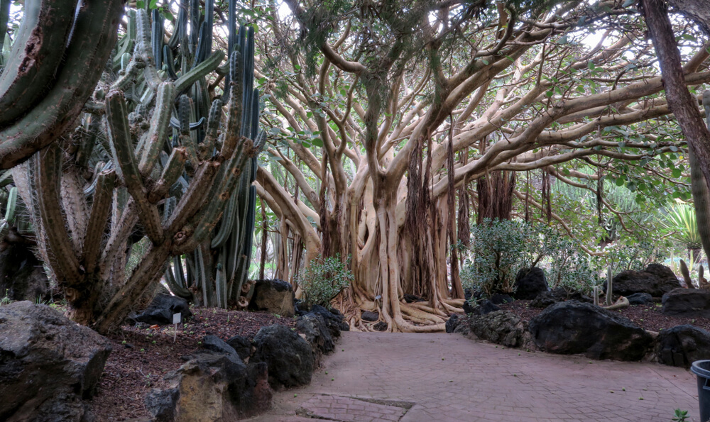 Botanischer Garten, Las Palmas: riesige Bäume und Kakteen.