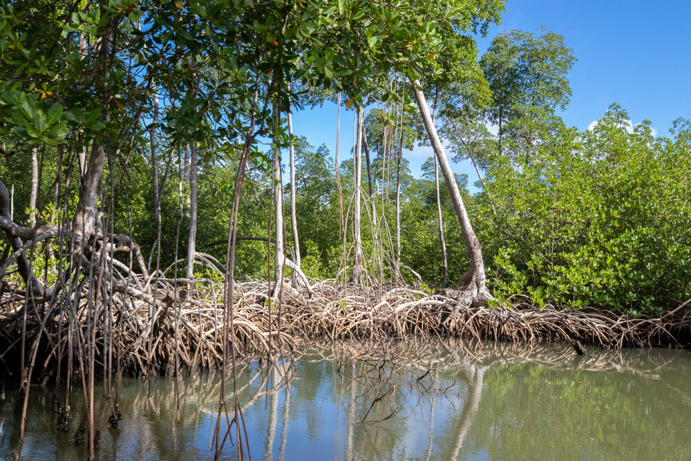 Use a kayak in Los Haitises to explore the mangrove forest