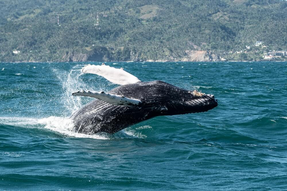 A whale breaching in Semaná Bay, near Los Haitises