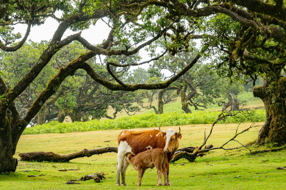 Madeira Unternehmungen: Kuh und Kalb entlang des Wanderwegs Vareda do Fanal.