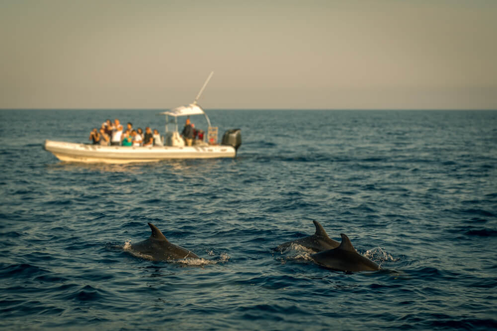 Dolphin watching: Two dolphins in the sea with a boat in the background