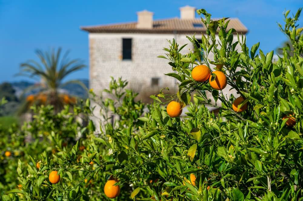Mallorca im Frühling: Orangenbäume mit Blüten und Früchten in Sóller