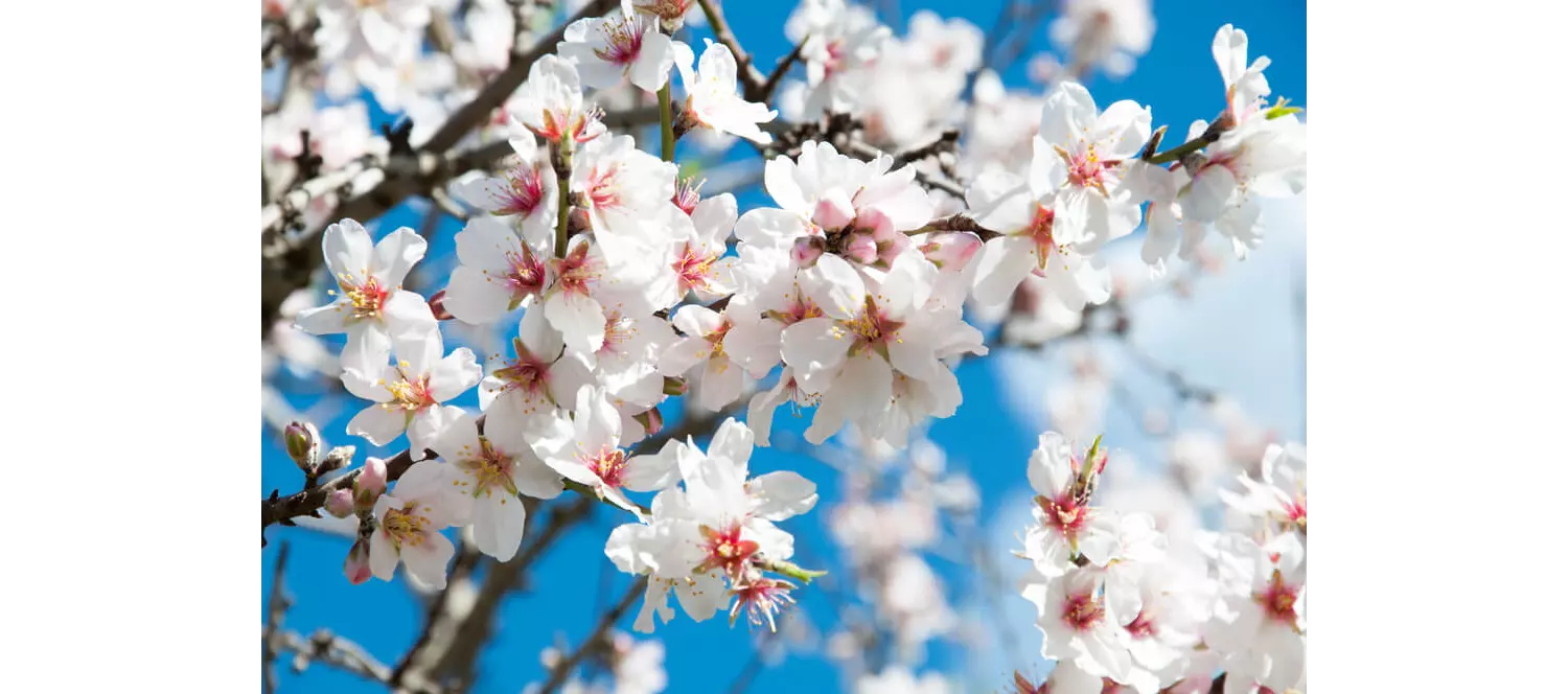 Mandelblüte Mallorca: Nahaufnahme von blühenden Zweigen
