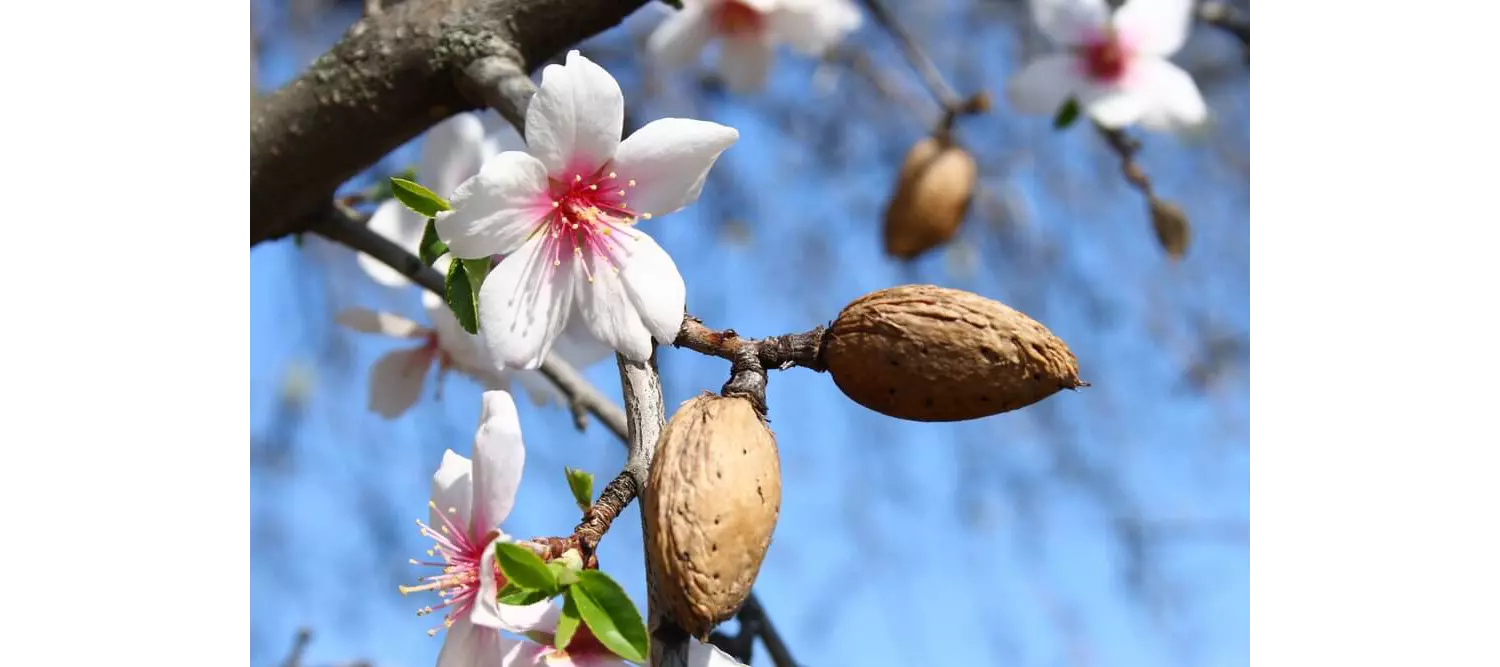 Mandelblüte Mallorca: Zweig mit Blüten und Mandeln.