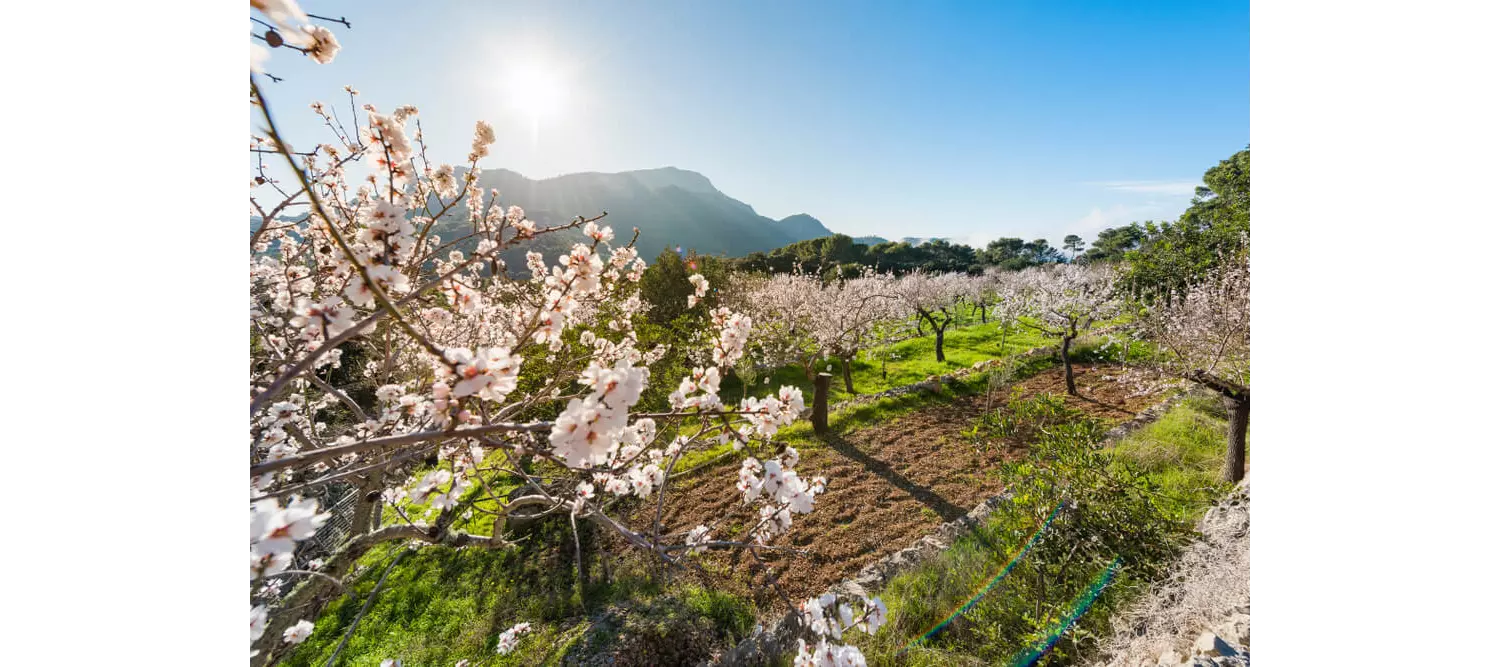 Mandelblüte Mallorca: Feld in den Bergen mit Mandelb.