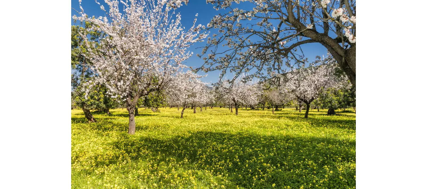 Mandelblüte Mallorca: Feld mit Mandelbäumen und gelben Blumen