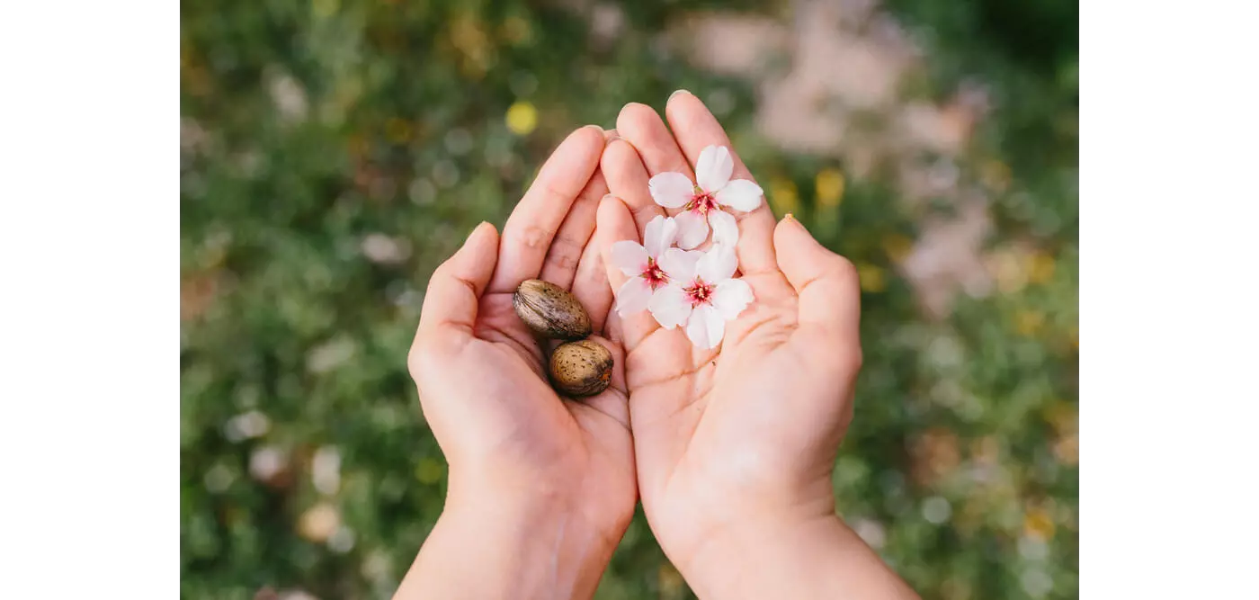 Mandelblüte Mallorca: Hand mit Mandeln und Blüten