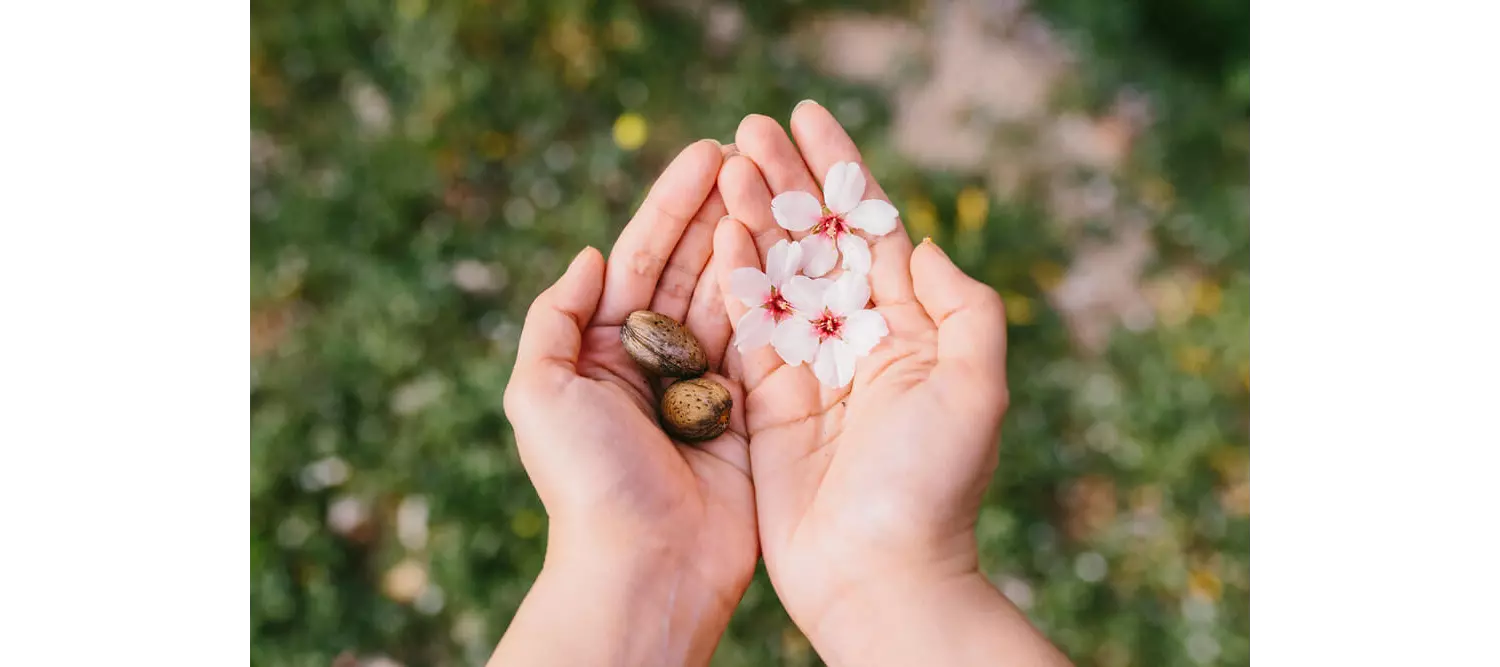 Mandelblüte Mallorca: Hand mit Mandeln und Blüten