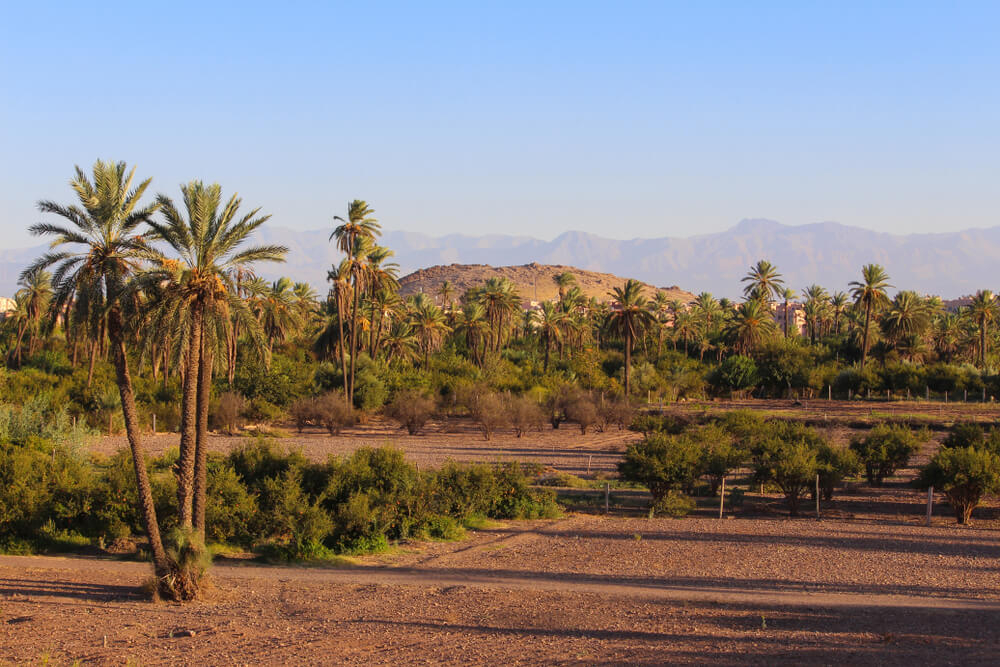 Landschaft im Palmenhain von Marrakesch.